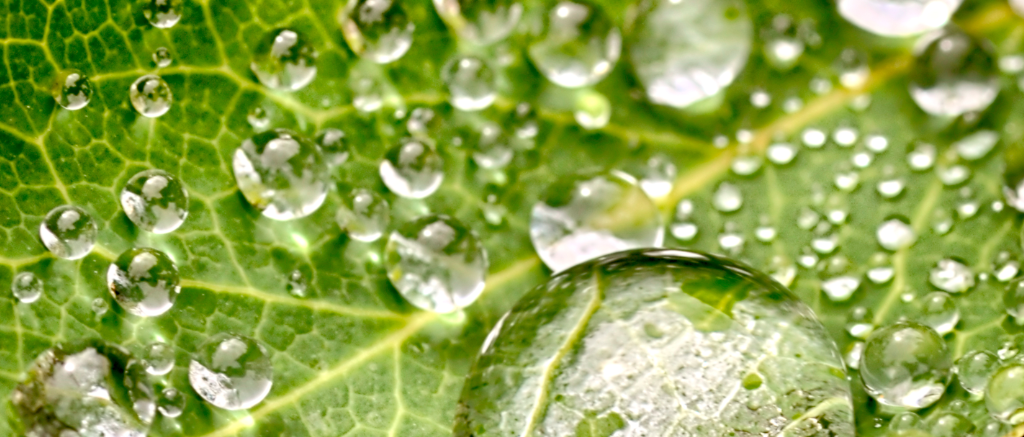 2016_banner_photo_drew_leaf_close.png
