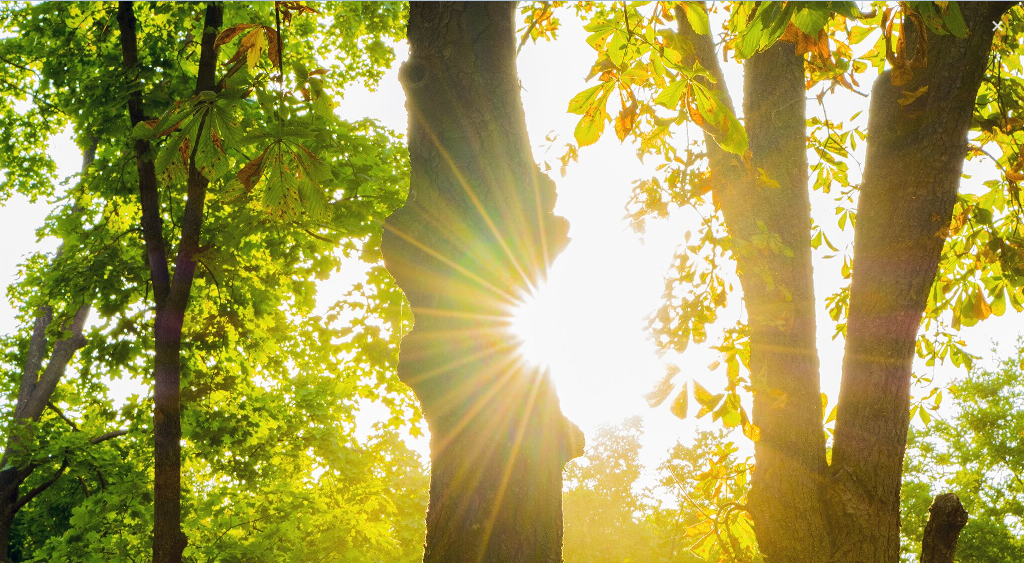 2016_banner_photo_light_trees_large.png