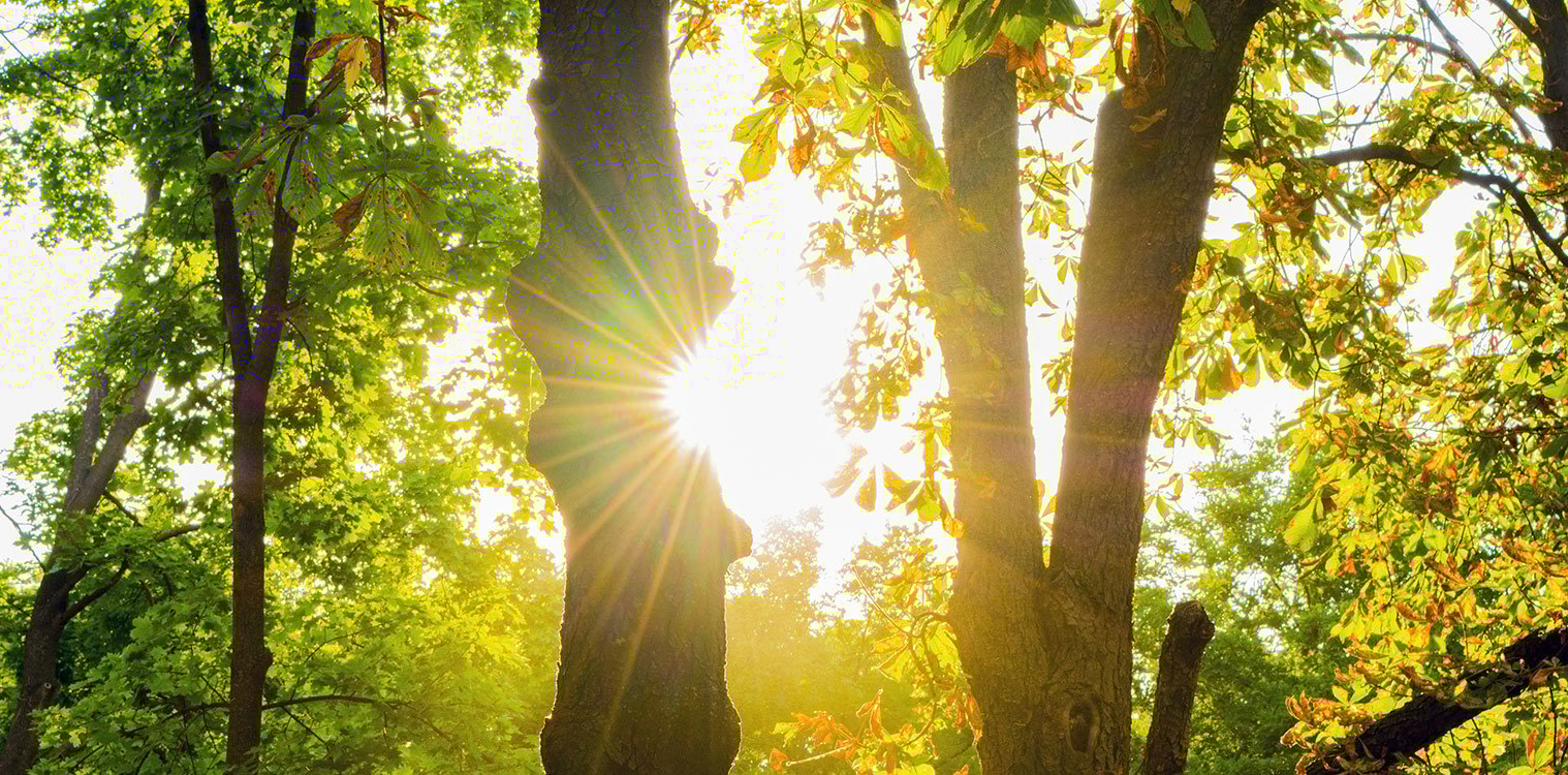 banner-light-through-trees6.jpg