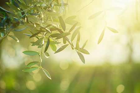 spiritus-financial-sidebar-leaves
