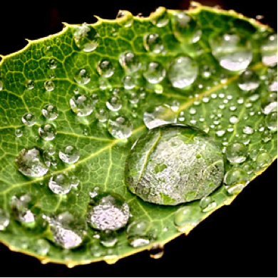 spiritus-leaf-water.png