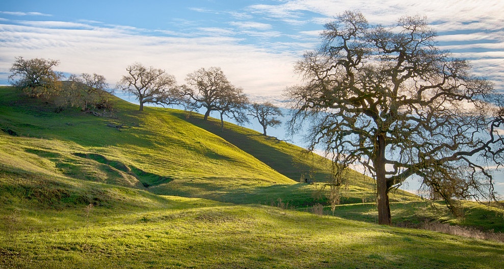 drew green hills xtra large cropped.jpg