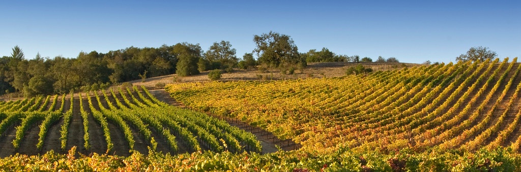 drew vineyard xtra large.jpg