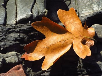 pc leaf.jpg